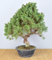 Preview: Bonsai Outdoor, Chinesischer Wacholder (Juniperus chinensis) Prebonsai